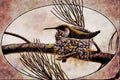 591042 Rufous Hummingbird A4 Limited Edition Watercolour Print