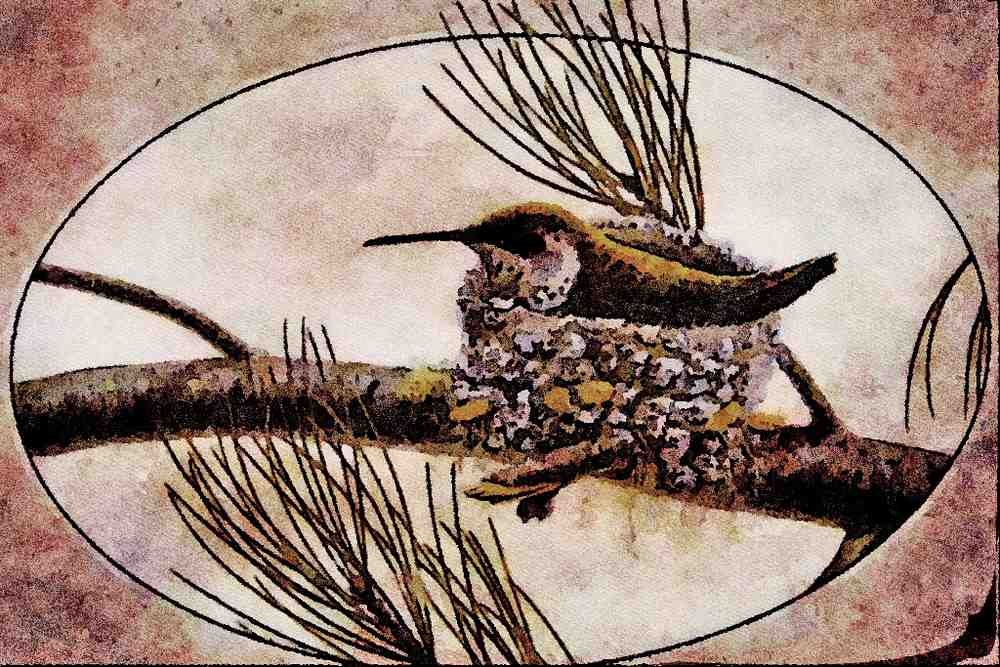 591042 Rufous Hummingbird A4 Limited Edition Watercolour Print