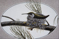 591042 Rufous Hummingbird A4 Photo Print