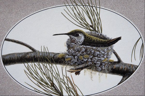 591042 Rufous Hummingbird A4 Photo Print