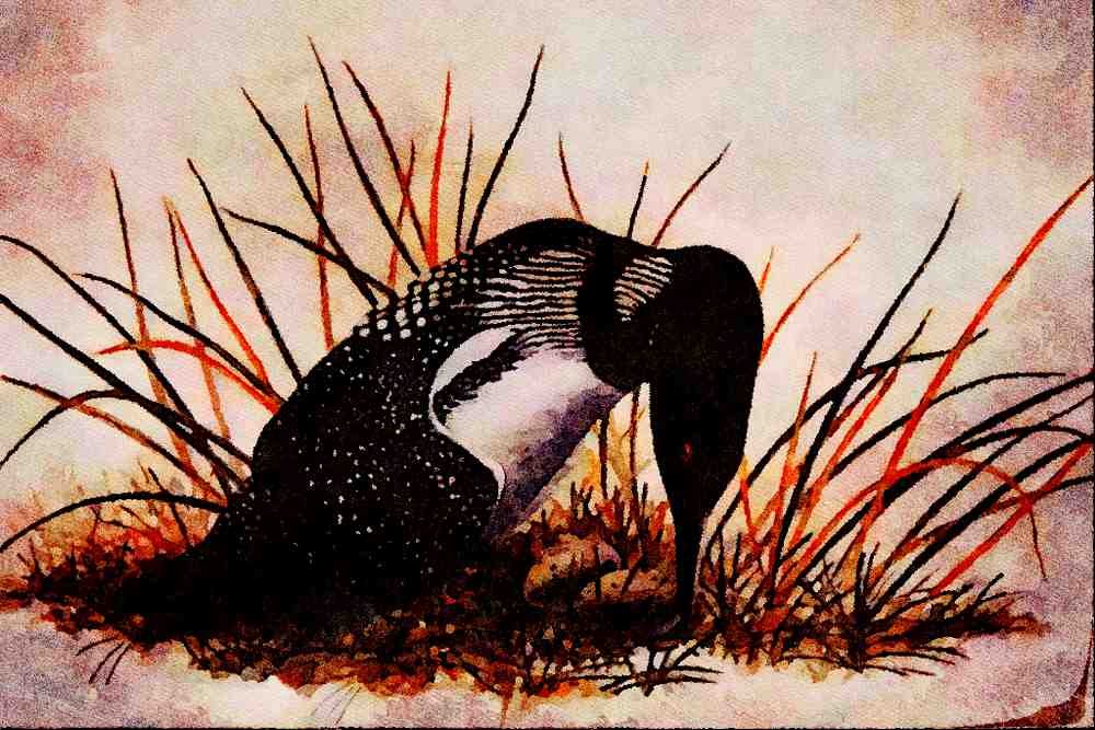 591043 Common Loon A4 Limited Edition Watercolour Print