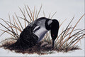 591043 Common Loon A4 Photo Print