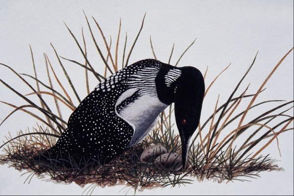 591043 Common Loon A4 Photo Print
