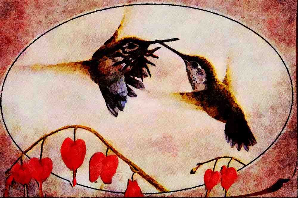 591044 Calliope Hummingbirds A4 Limited Edition Watercolour Print