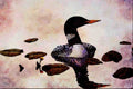 591045 Yellow billed Loon A4 Limited Edition Watercolour Print