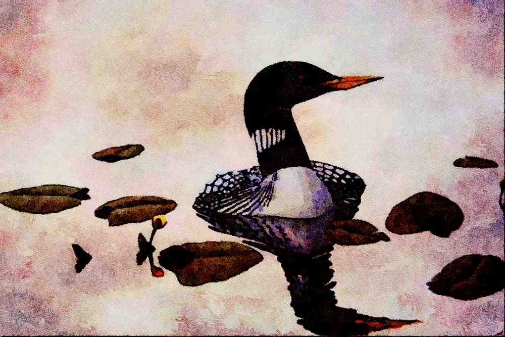 591045 Yellow billed Loon A4 Limited Edition Watercolour Print