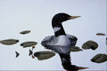591045 Yellow billed Loon A4 Photo Print