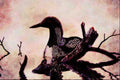 591046 Pacific Loon A4 Limited Edition Watercolour Print