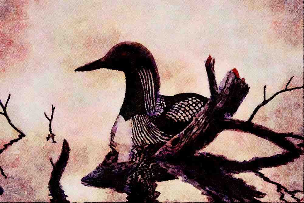 591046 Pacific Loon A4 Limited Edition Watercolour Print