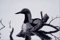 591046 Pacific Loon A4 Photo Print