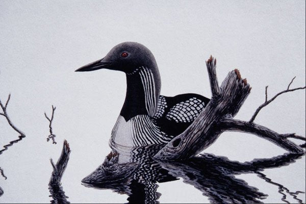 591046 Pacific Loon A4 Photo Print