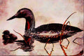 591047 Red throated Loon A4 Limited Edition Watercolour Print