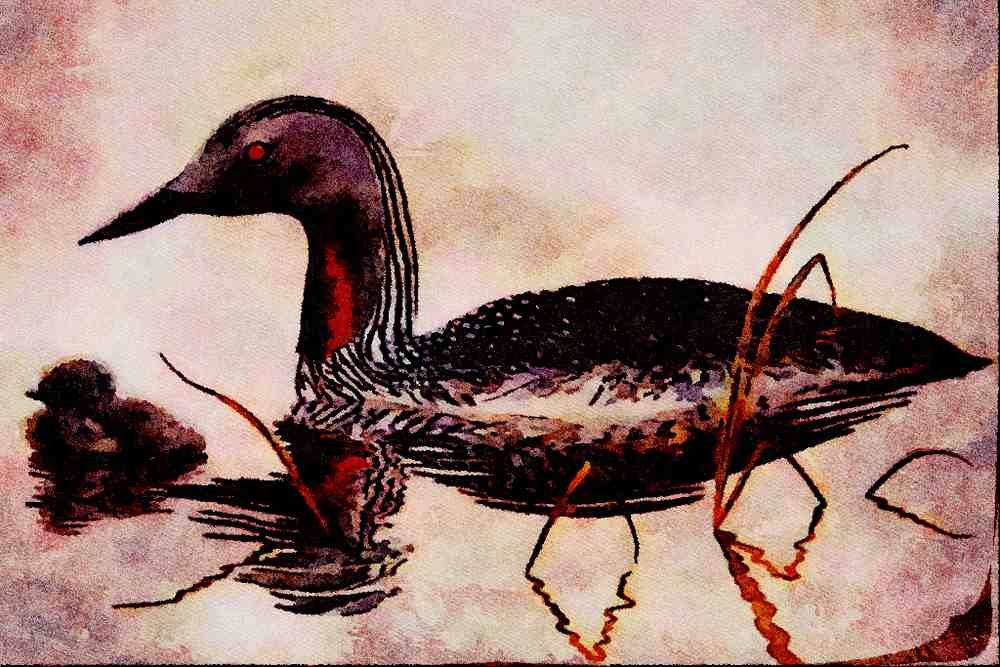 591047 Red throated Loon A4 Limited Edition Watercolour Print