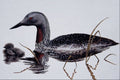 591047 Red throated Loon A4 Photo Print