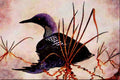 591048 Arctic Loon A4 Limited Edition Watercolour Print
