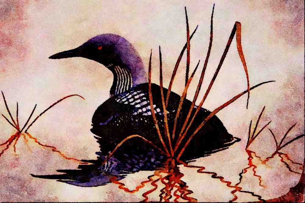 591048 Arctic Loon A4 Limited Edition Watercolour Print