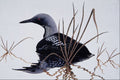 591048 Arctic Loon A4 Photo Print