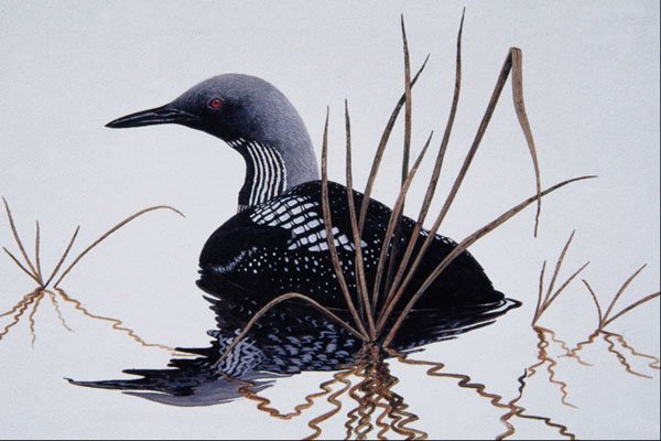 591048 Arctic Loon A4 Photo Print