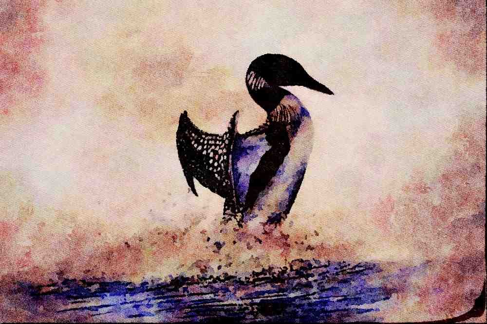 591049 Common Loon A4 Limited Edition Watercolour Print