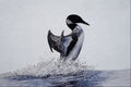 591049 Common Loon A4 Photo Print