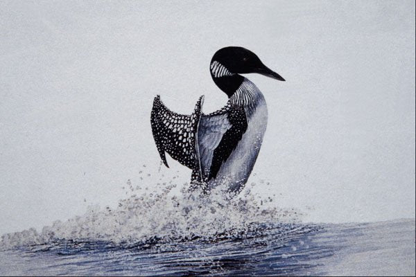 591049 Common Loon A4 Photo Print