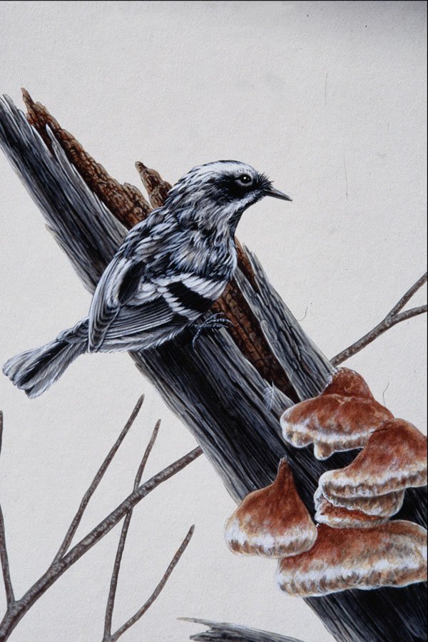 591050 Black and white Warbler A4 Photo Print