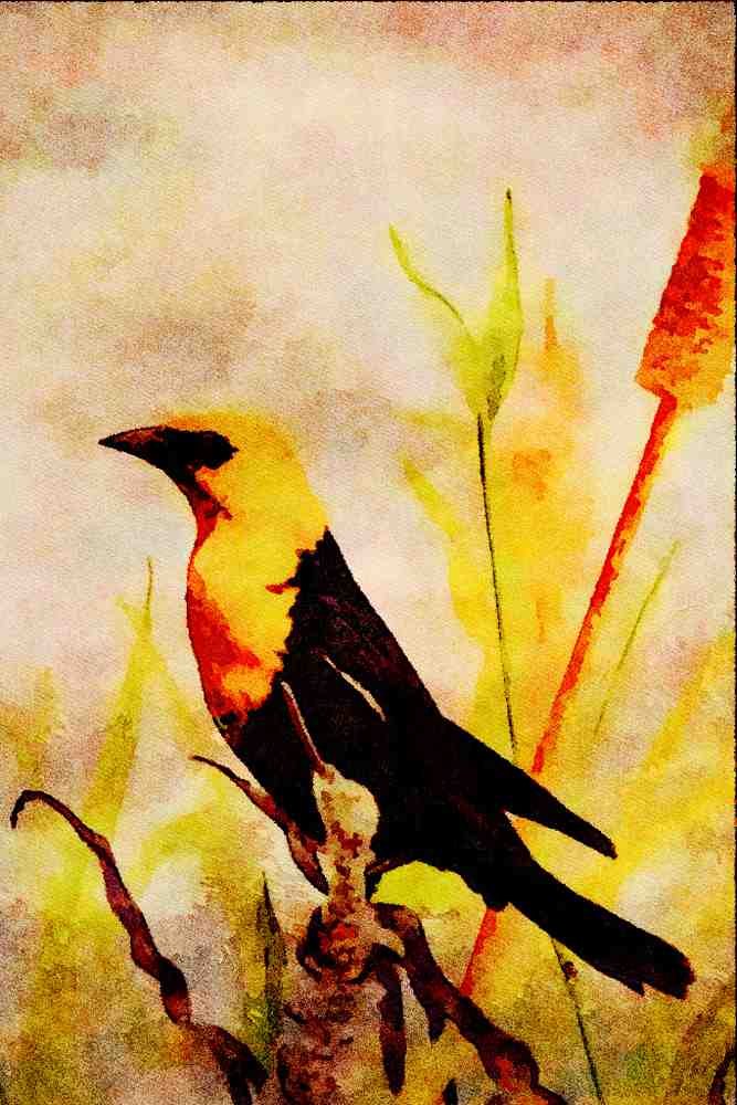 591051 Yellow headed Blackbird A4 Limited Edition Watercolour Print