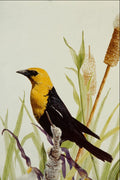 591051 Yellow headed Blackbird A4 Photo Print
