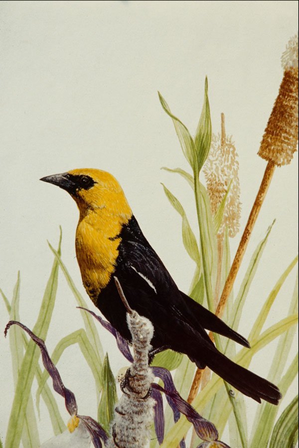 591051 Yellow headed Blackbird A4 Photo Print