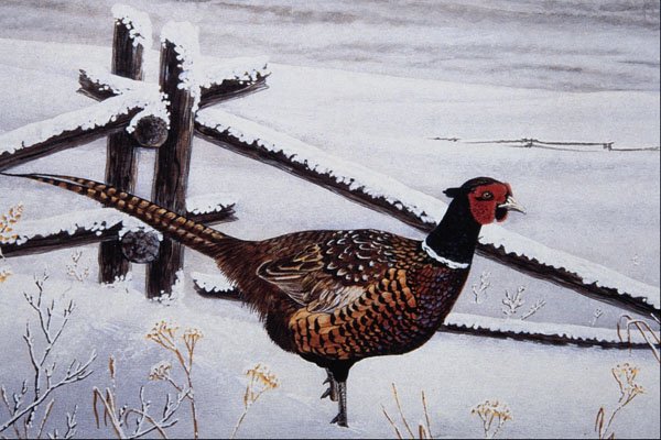 591052 Ring necked Pheasant A4 Photo Print