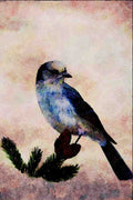 591053 Gray Jay A4 Limited Edition Watercolour Print