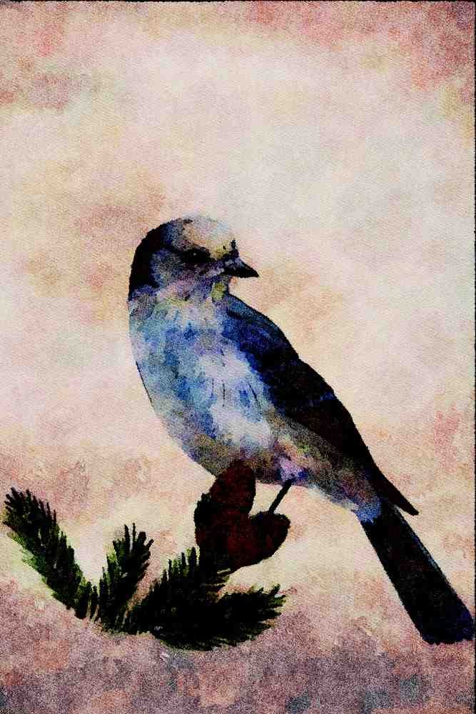 591053 Gray Jay A4 Limited Edition Watercolour Print