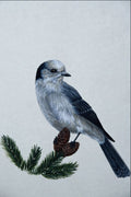 591053 Gray Jay A4 Photo Print