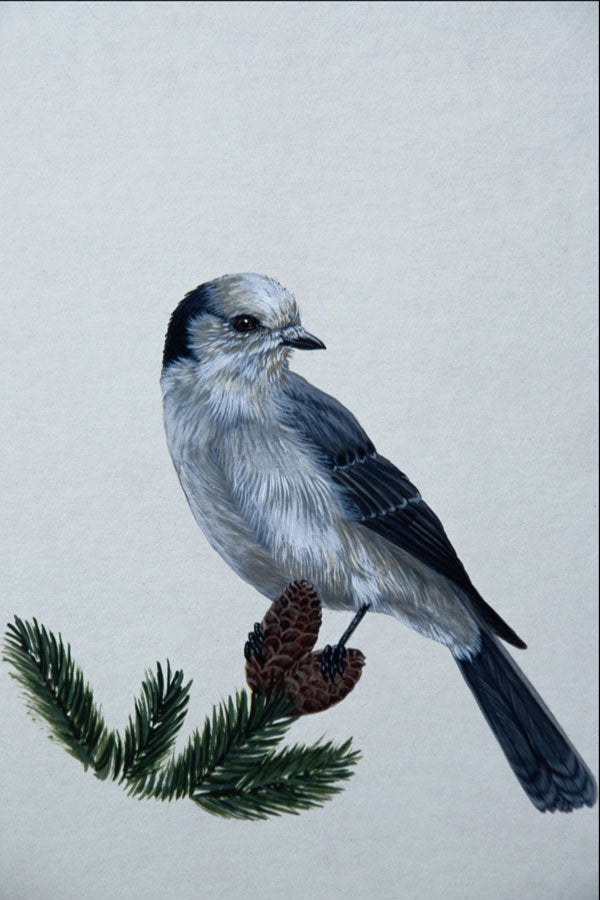 591053 Gray Jay A4 Photo Print