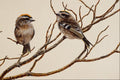 591054 Golden crowned Kinglets (male And Female) A4 Photo Print