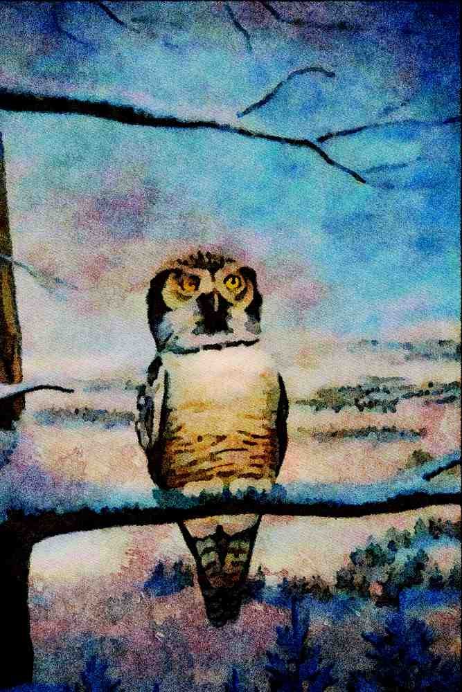 591055 Hawk Owl A4 Limited Edition Watercolour Print