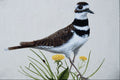 591056 Killdeer A4 Photo Print