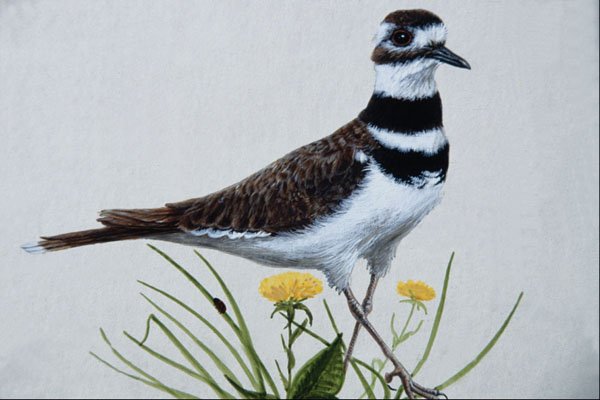591056 Killdeer A4 Photo Print