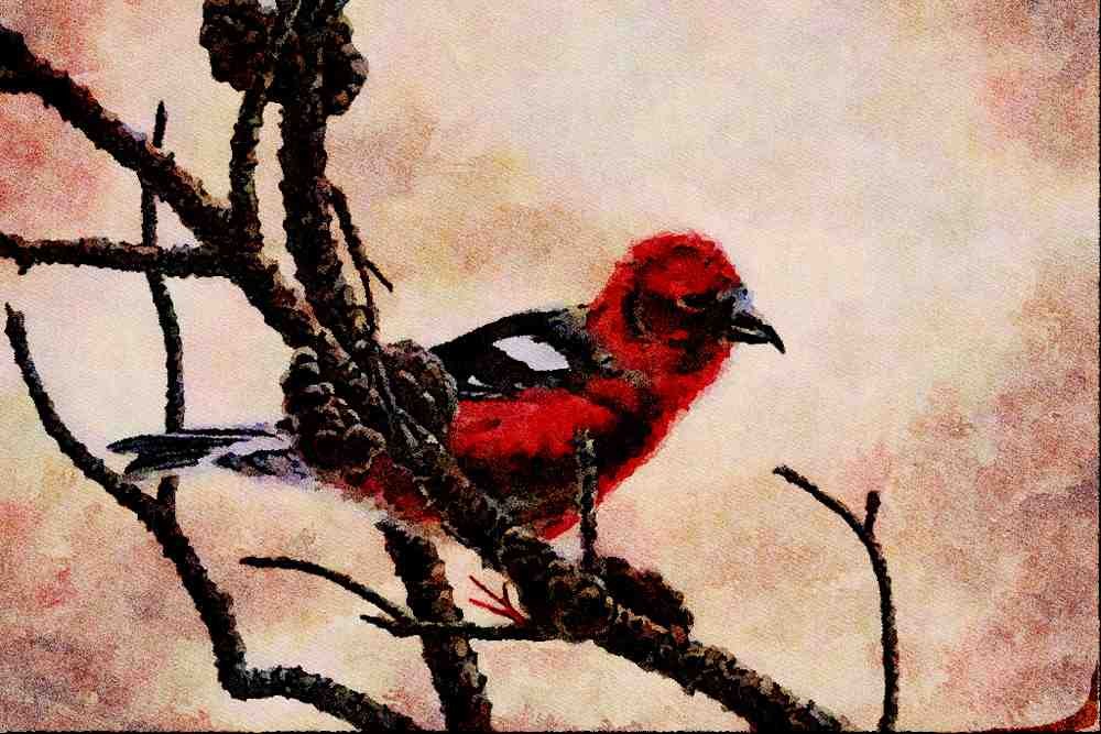 591057 White winged Crossbill A4 Limited Edition Watercolour Print