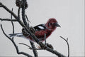 591057 White winged Crossbill A4 Photo Print