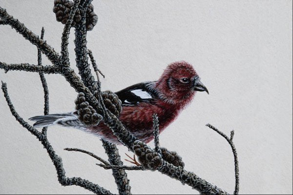 591057 White winged Crossbill A4 Photo Print