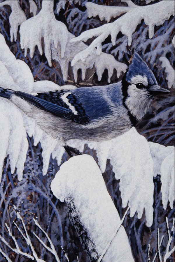 591058 Blue Jay A4 Photo Print