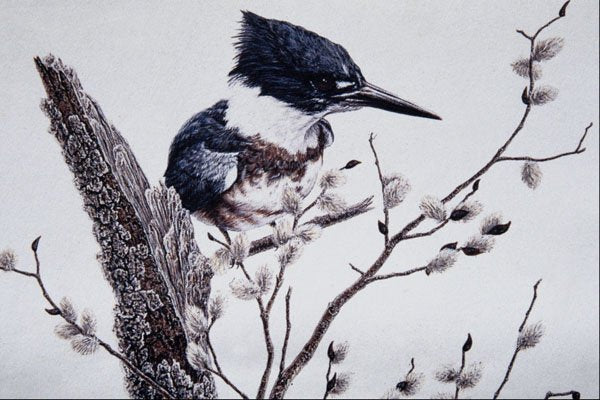 591059 Belted Kingfisher (female) A4 Photo Print