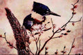 591059 Belted Kingfisher (female) A4 Limited Edition Watercolour Print