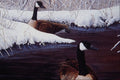 591060 Canada Geese A4 Photo Print
