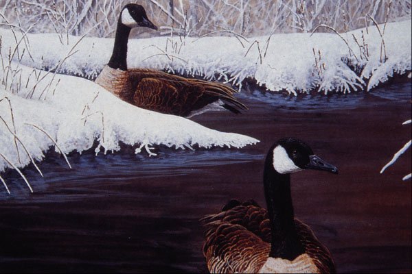591060 Canada Geese A4 Photo Print