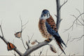 591061 Kestrel A4 Photo Print