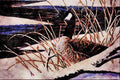 591062 Canada Goose A4 Limited Edition Watercolour Print