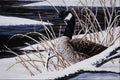 591062 Canada Goose A4 Photo Print