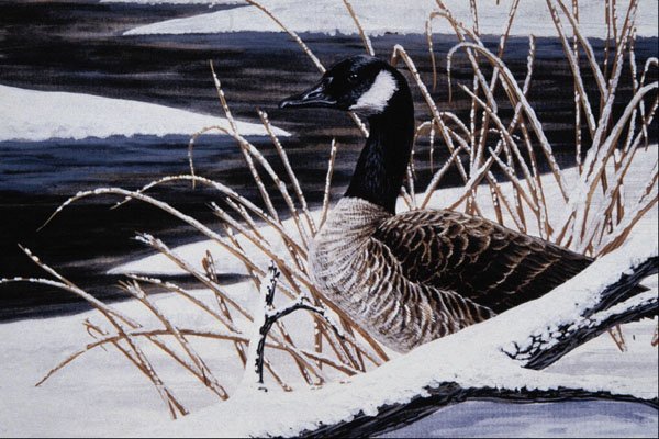 591062 Canada Goose A4 Photo Print